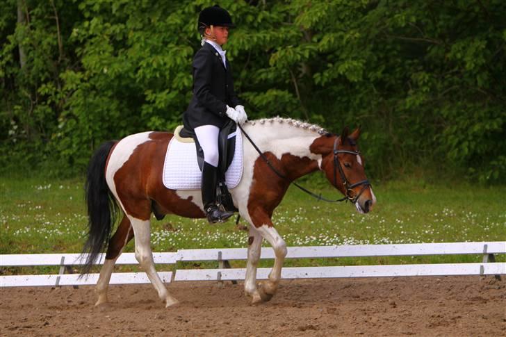 Pinto Jupiter<3 Solgt :'( - Hej og velkommen til Jupiters profil billede 1