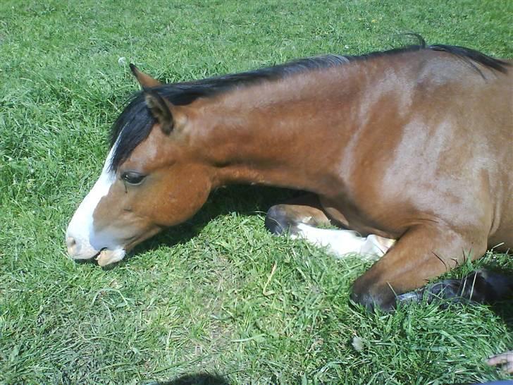 Welsh Pony (sec B) Bjerregårds Leonardo  - Min dejlige Leonardo, som ligger ned og spiser græs ;D billede 15