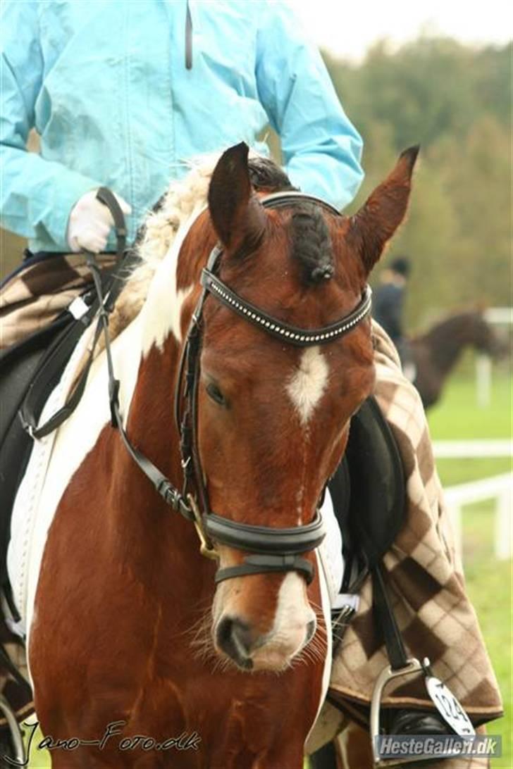 Pinto Jupiter<3 Solgt :'( - Jeg elsker det her billede<3 billede 2