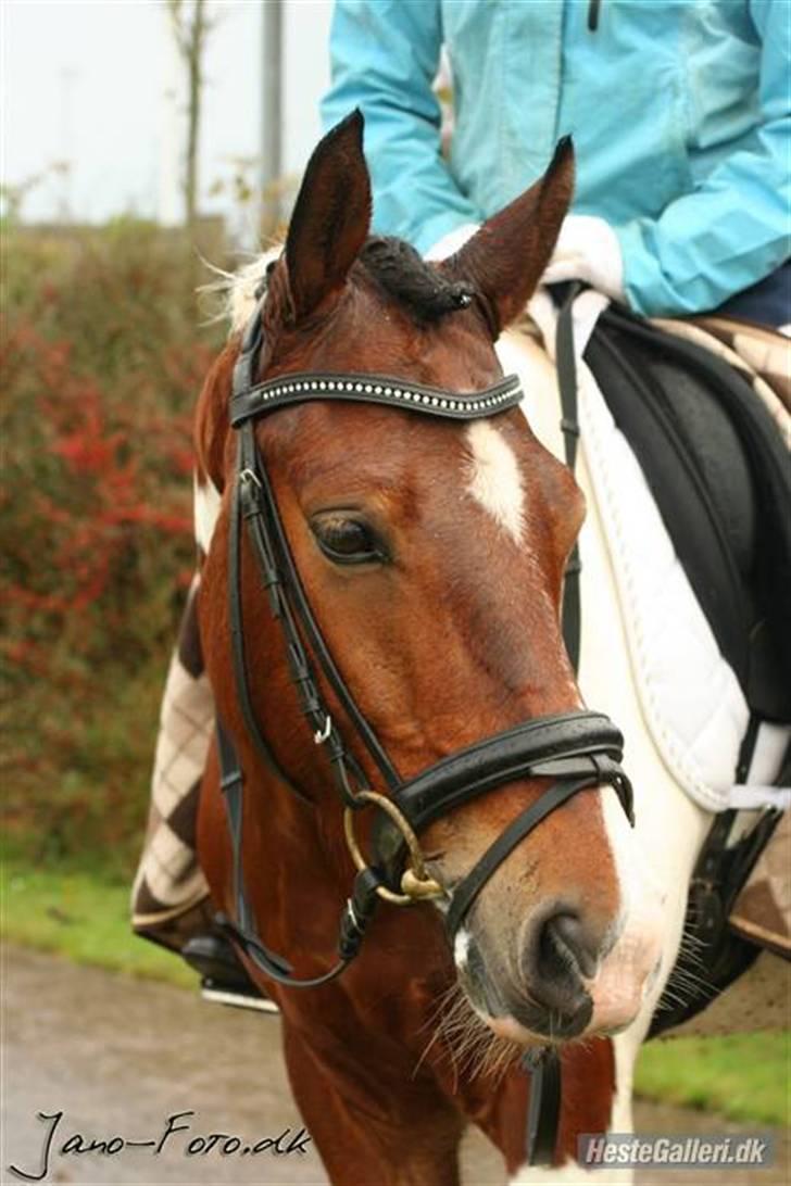 Pinto Jupiter<3 Solgt :'( - Juppe billede 3