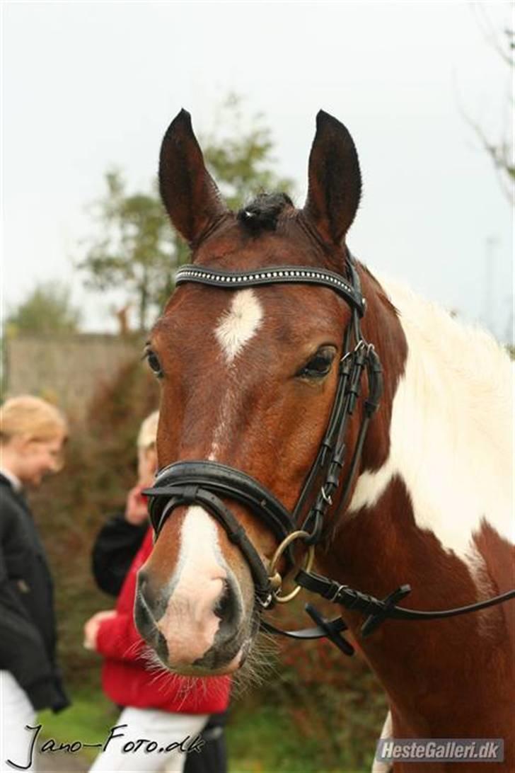 Pinto Jupiter<3 Solgt :'( - Juppe billede 4