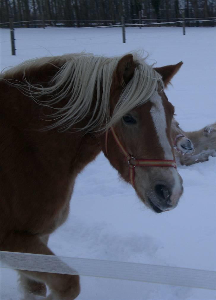 Haflinger Frederikke - Første vinter på den nye gård (Vinter 09-10) billede 1