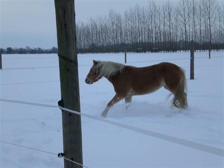 Haflinger Frederikke - Første vinter på den nye gård (Vinter 09-10) billede 2