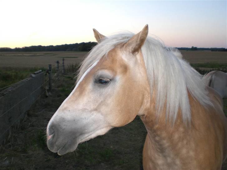 Haflinger Frederikke - Kønt hoved :) billede 3