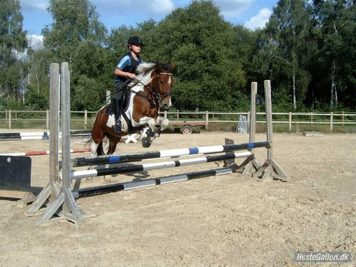 Pinto Jupiter<3 Solgt :'( - Dengang jeg var springrytter billede 7