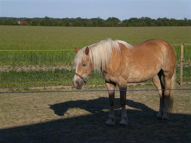 Haflinger Frederikke - En træt Frederikke i sommervarmen (Sommer 09) billede 4
