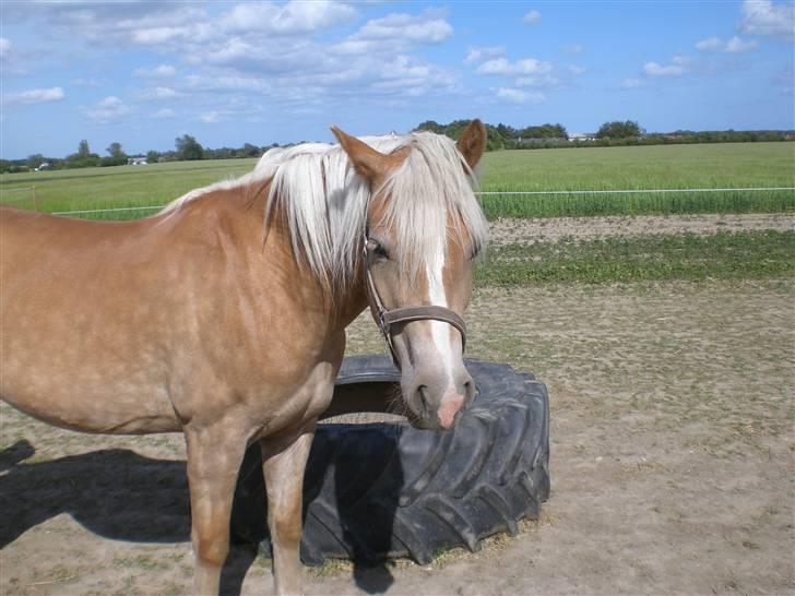 Haflinger Frederikke - Frederikke´s første sommer på den nye gård (Sommer 09) billede 5