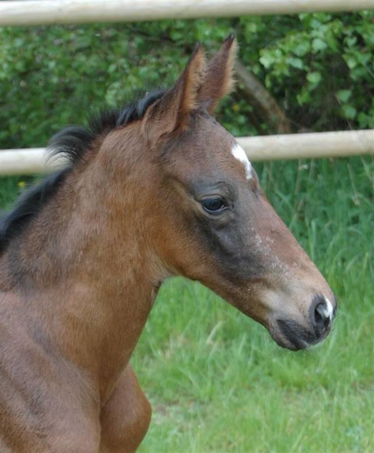 Dansk Varmblod Stald Holm´s Sprinter SOLGT - 1 dag gammel.. foto: Ally billede 1