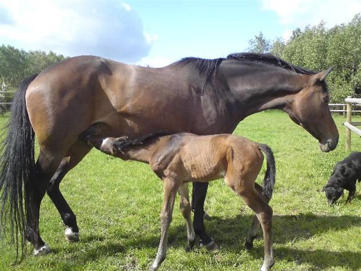 Dansk Varmblod Stald Holm´s Sprinter SOLGT billede 2