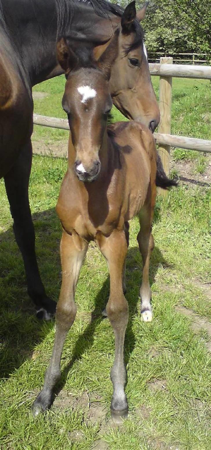 Dansk Varmblod Stald Holm´s Sprinter SOLGT billede 3