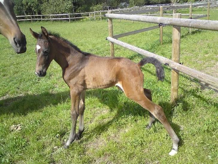 Dansk Varmblod Stald Holm´s Sprinter SOLGT - Strække ud i de lange ben. billede 4