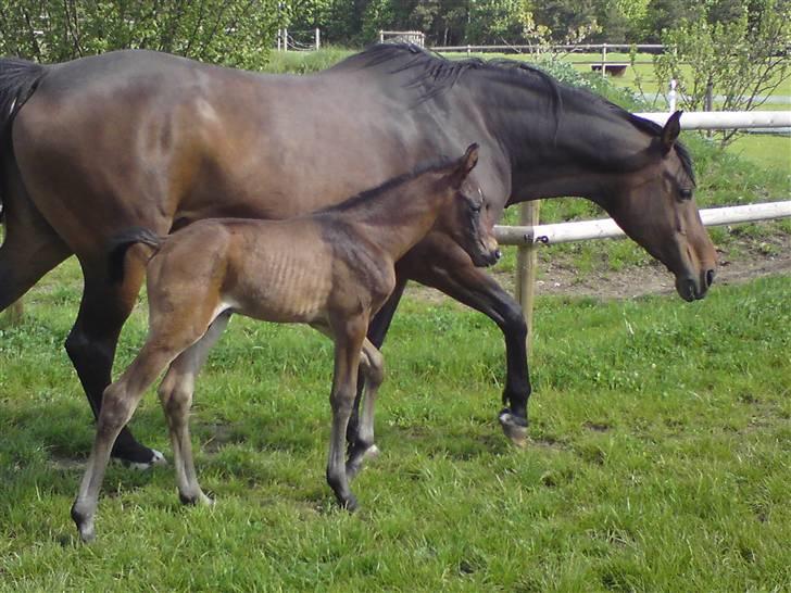 Dansk Varmblod Stald Holm´s Sprinter SOLGT billede 5