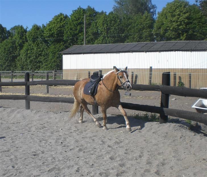 Haflinger Frederikke - Frederikke under tilridning billede 6