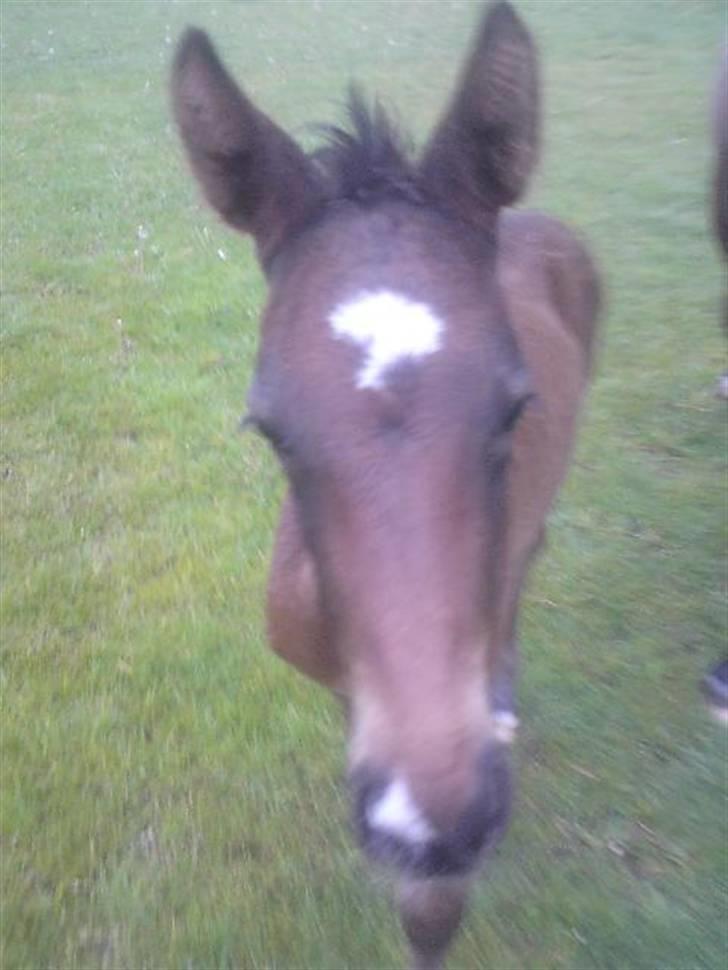 Dansk Varmblod Stald Holm´s Sprinter SOLGT billede 6