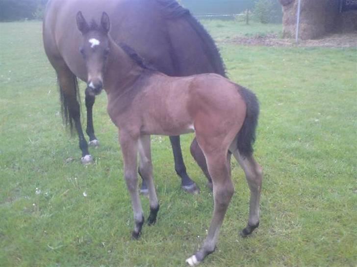 Dansk Varmblod Stald Holm´s Sprinter SOLGT billede 7
