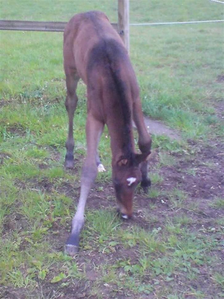 Dansk Varmblod Stald Holm´s Sprinter SOLGT billede 8