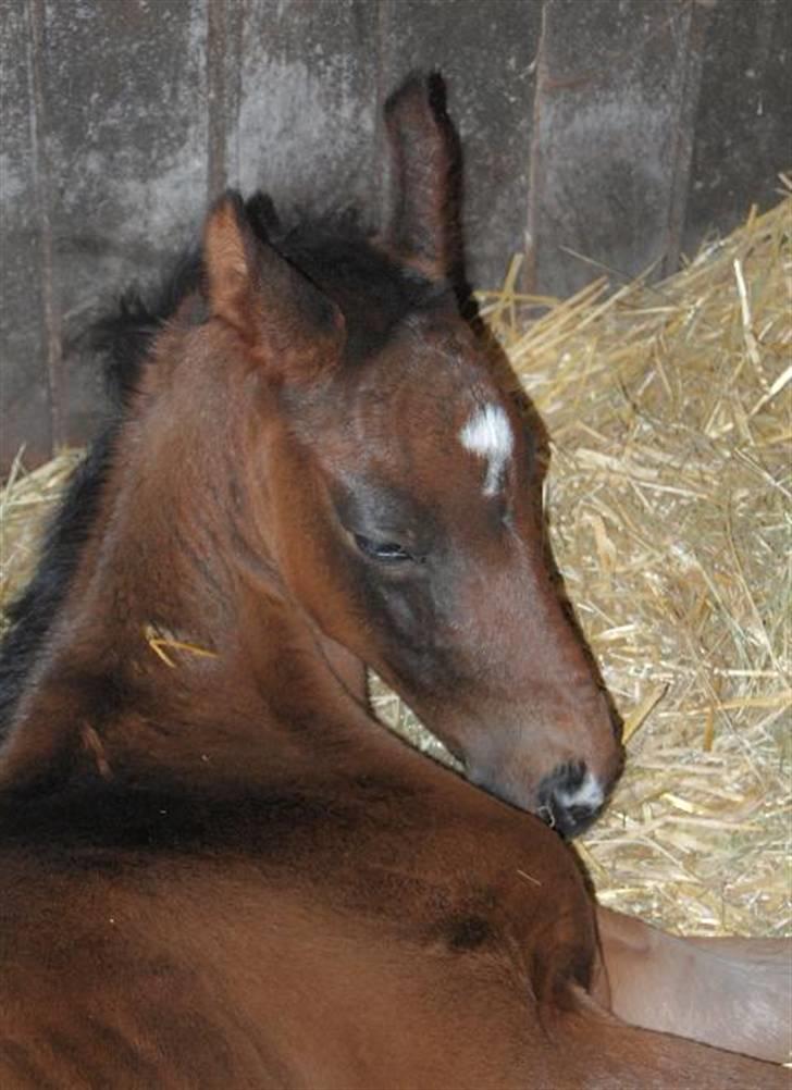 Dansk Varmblod Stald Holm´s Sprinter SOLGT - 1 dag gammel.. foto: Ally billede 9