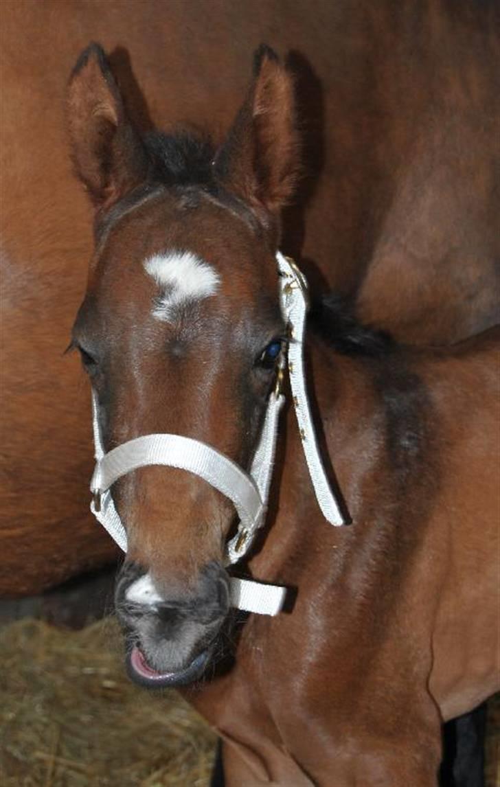 Dansk Varmblod Stald Holm´s Sprinter SOLGT - 1 dag gammel.. foto: Ally billede 10