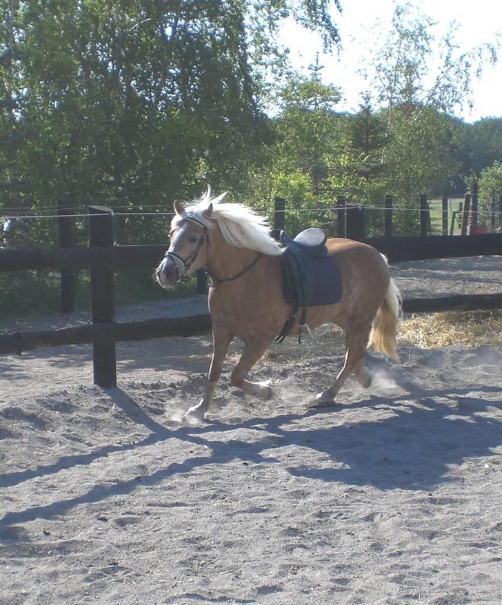 Haflinger Frederikke - Frederikke under tilridning billede 8