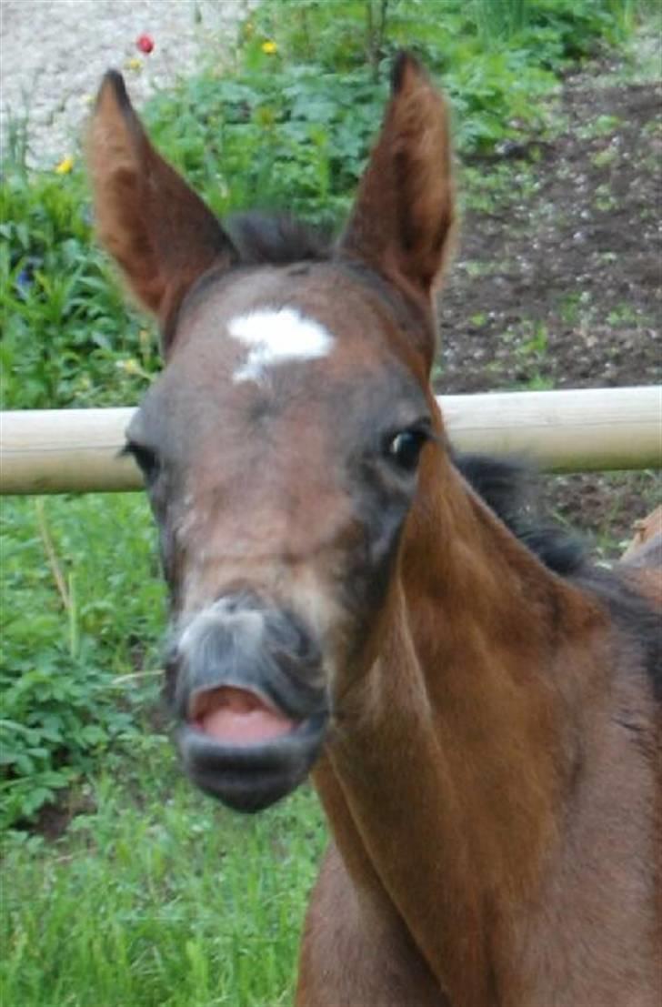Dansk Varmblod Stald Holm´s Sprinter SOLGT - første gang på fold. 1 dag gammel. foto: Ally billede 11