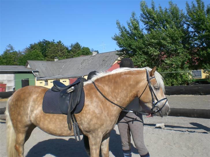 Haflinger Frederikke - Frederikke under tilridning billede 9