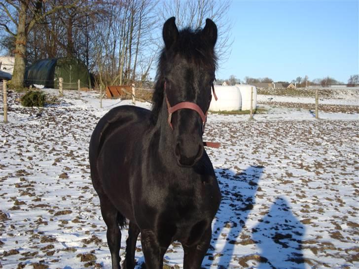 Frieser Coco billede 18