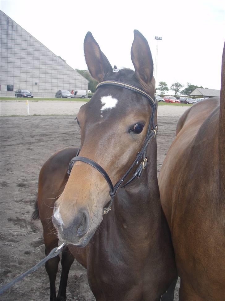 Dansk Varmblod Stald Holm´s Sprinter SOLGT - til besigtigelse billede 12