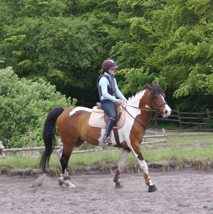 Pinto Isabaue - Emilie rider Isabaue for første gang og gør det rigtig fint...;-) billede 16