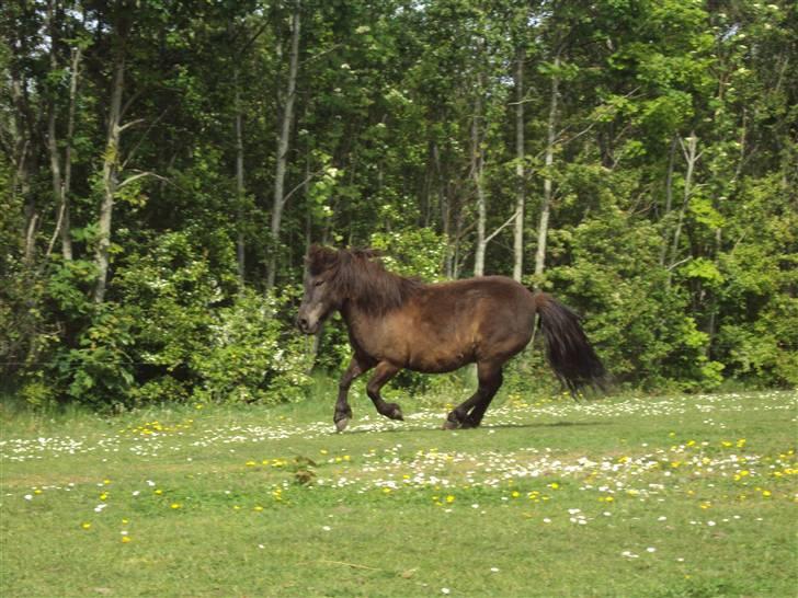 Anden særlig race ¬ PUSSI <3 - (20) Dejlige hest<3 billede 20