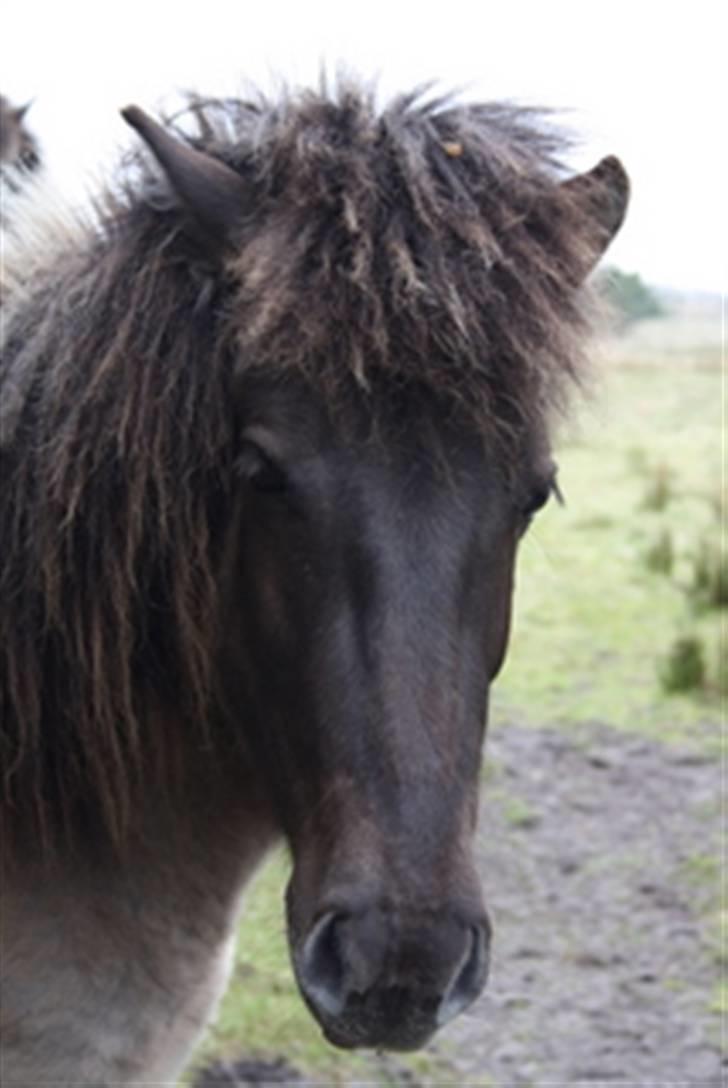 Islænder Mist fra Nørhå - Mist - som hun ser ud i dag billede 1