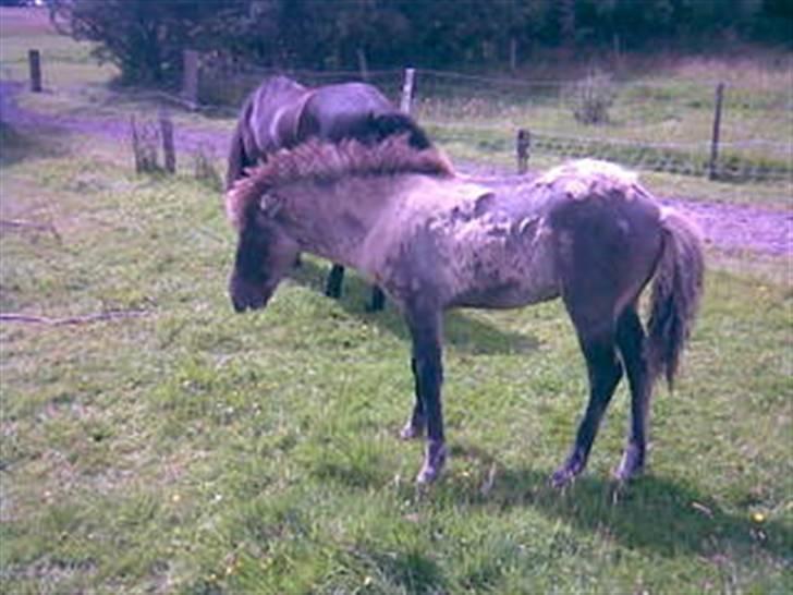 Islænder Mist fra Nørhå - Mist - alias Totte - fælder følpelsen billede 2