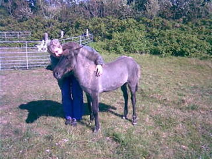 Islænder Mist fra Nørhå - ½ år gammel - selvstændig og kælefis billede 3
