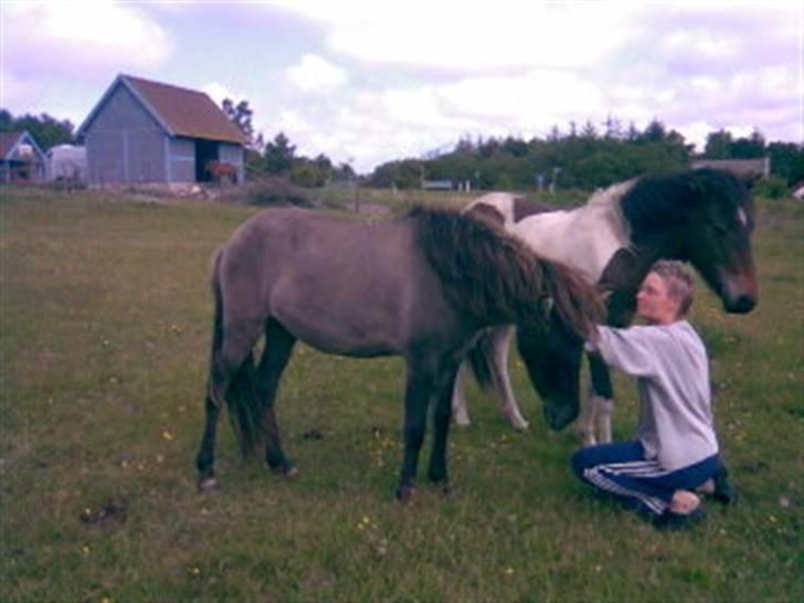 Islænder Mist fra Nørhå - Et år gammel sammen med halvbroder Thokki billede 4