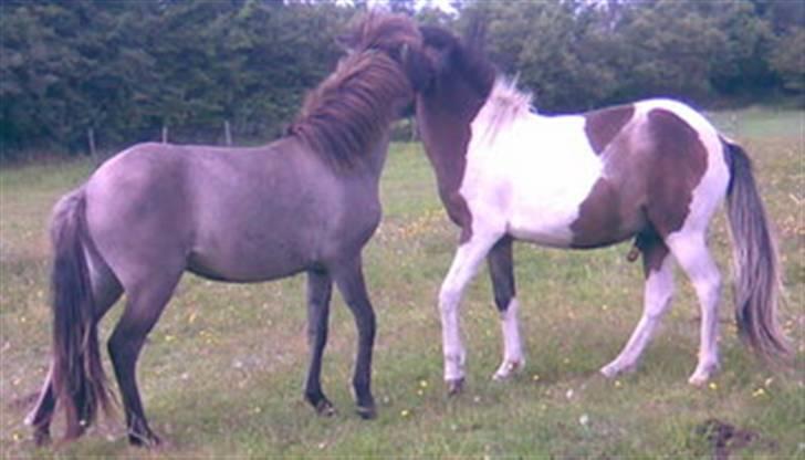 Islænder Mist fra Nørhå billede 5