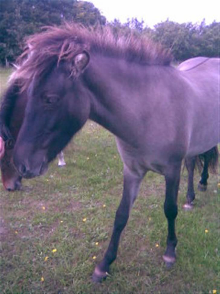 Islænder Mist fra Nørhå - Sommer 08 - læg mærke til "ålen" billede 6