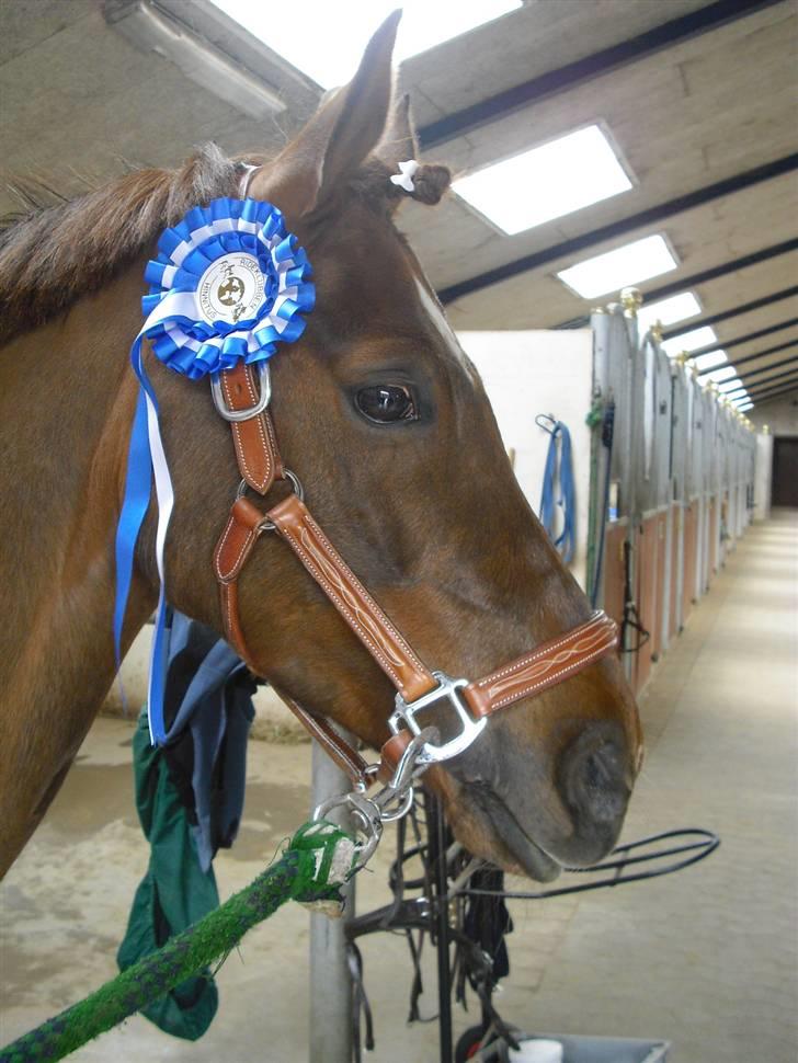 Hollandsk Sportspony Bas  - 13. Bas´s med hans første roset! :D 2010 billede 11