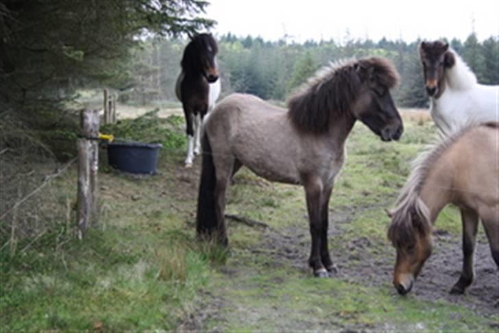 Islænder Mist fra Nørhå - Sommergræs 09 - Mist står selvfølgelig forrest ved leddet! billede 7