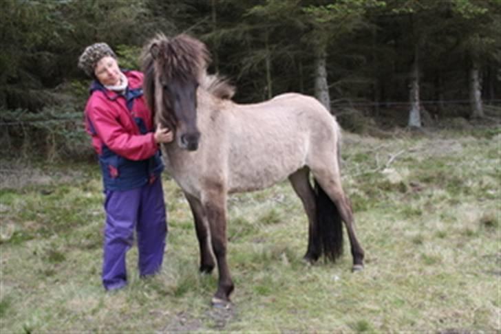 Islænder Mist fra Nørhå - Sommergræs 09 - 2 år gammel billede 8