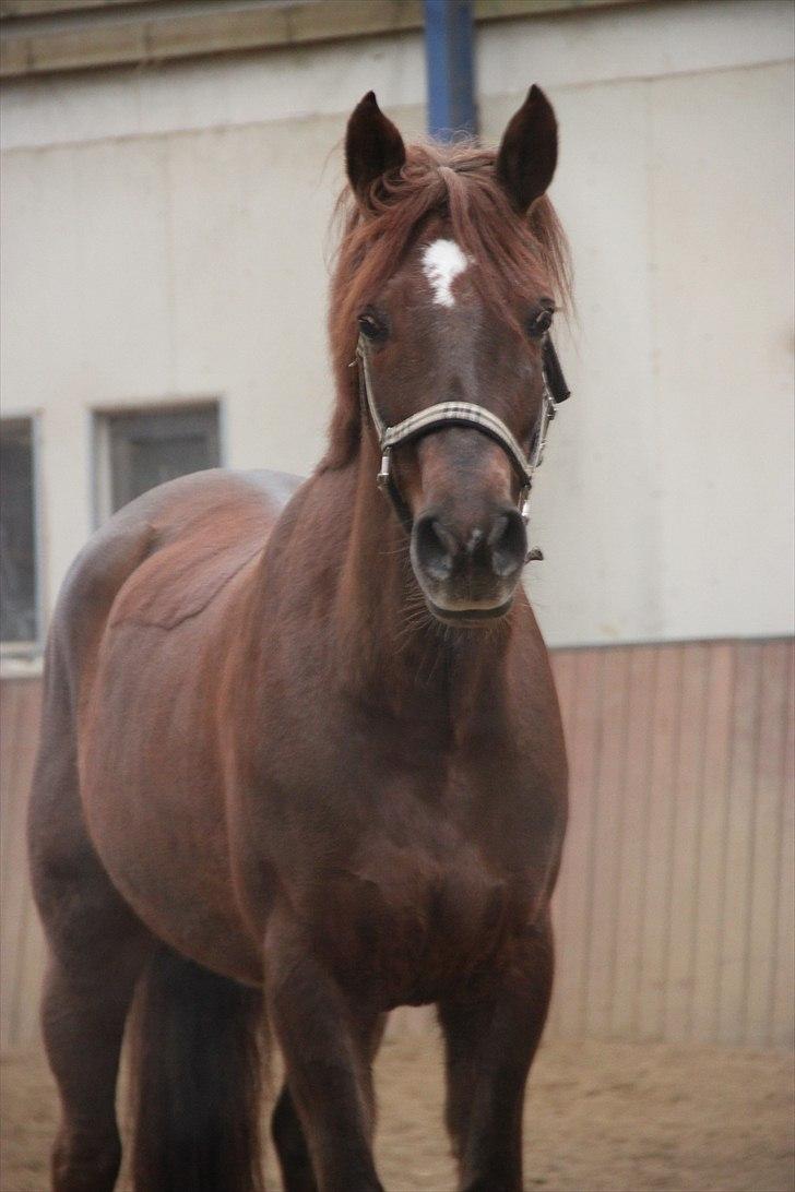 Hollandsk Sportspony Bas  - 17. Gode heste, gør livet længere <3 2011 billede 15