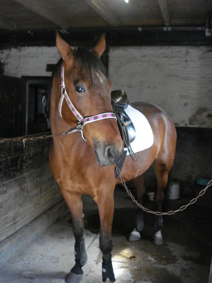 Svensk Varmblod HollyWood Boss billede 19