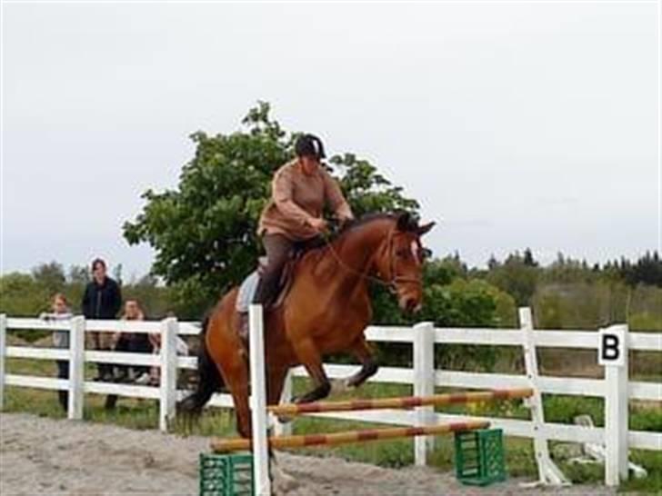 Dansk Varmblod Emblems Comet    RIP - billede 13