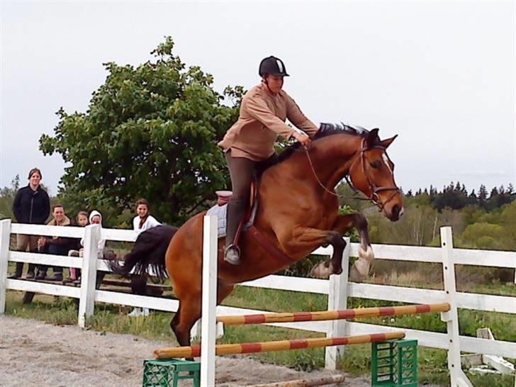 Dansk Varmblod Emblems Comet    RIP - billede 14