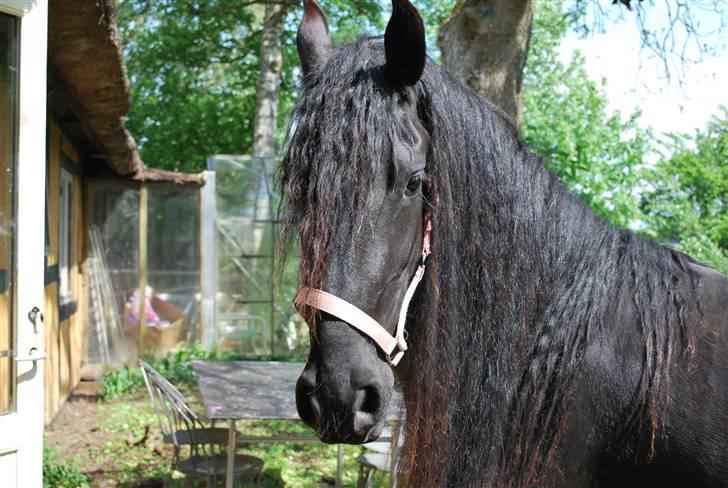 Frieser IZZI billede 1