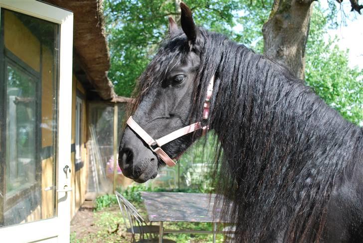 Frieser IZZI billede 2