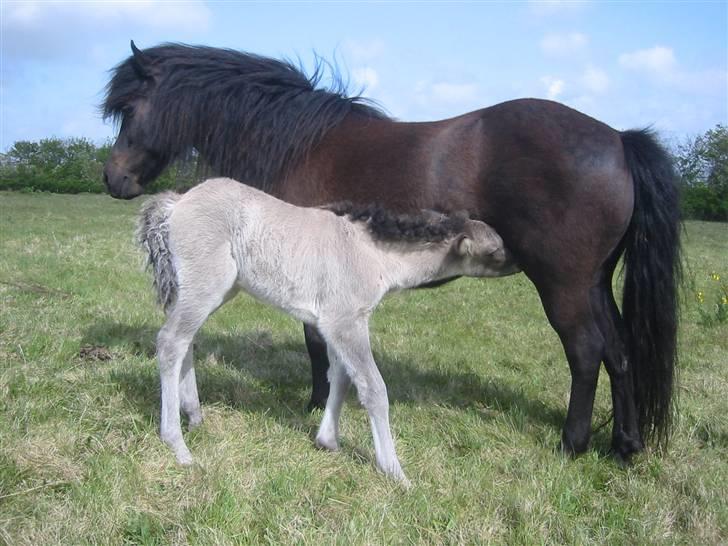 Islænder Mist fra Nørhå - Mist ½ dag gammel billede 9
