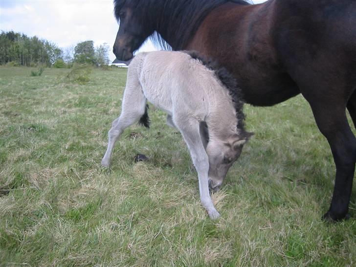 Islænder Mist fra Nørhå - - også fra Mists første dag billede 10