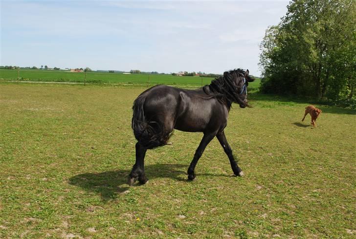 Frieser IZZI billede 5
