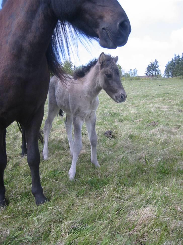 Islænder Mist fra Nørhå - - og endnu ét billede 11