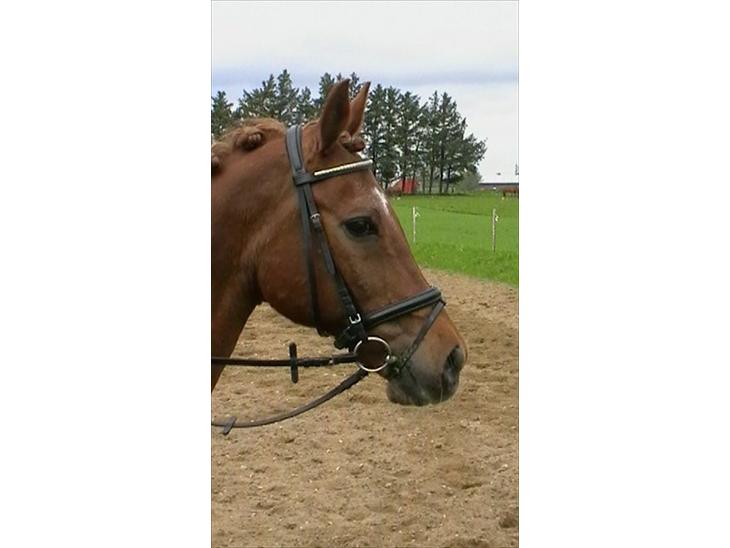 {{currentPhoto.altText}} billede {{currentPhoto.number}}