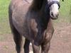 Welsh Partbred (Sec F) Klintholm Miss Amy(solgt) [Tidl. hest]